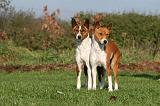 BASENJI 079